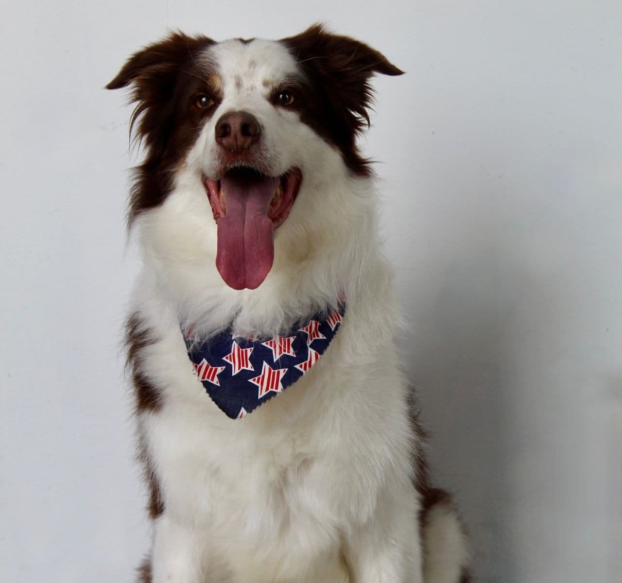 Apollo - Home Pro MI Happiness Coordinator